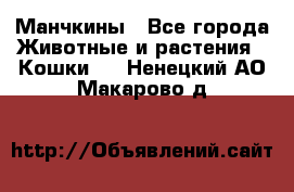 Манчкины - Все города Животные и растения » Кошки   . Ненецкий АО,Макарово д.